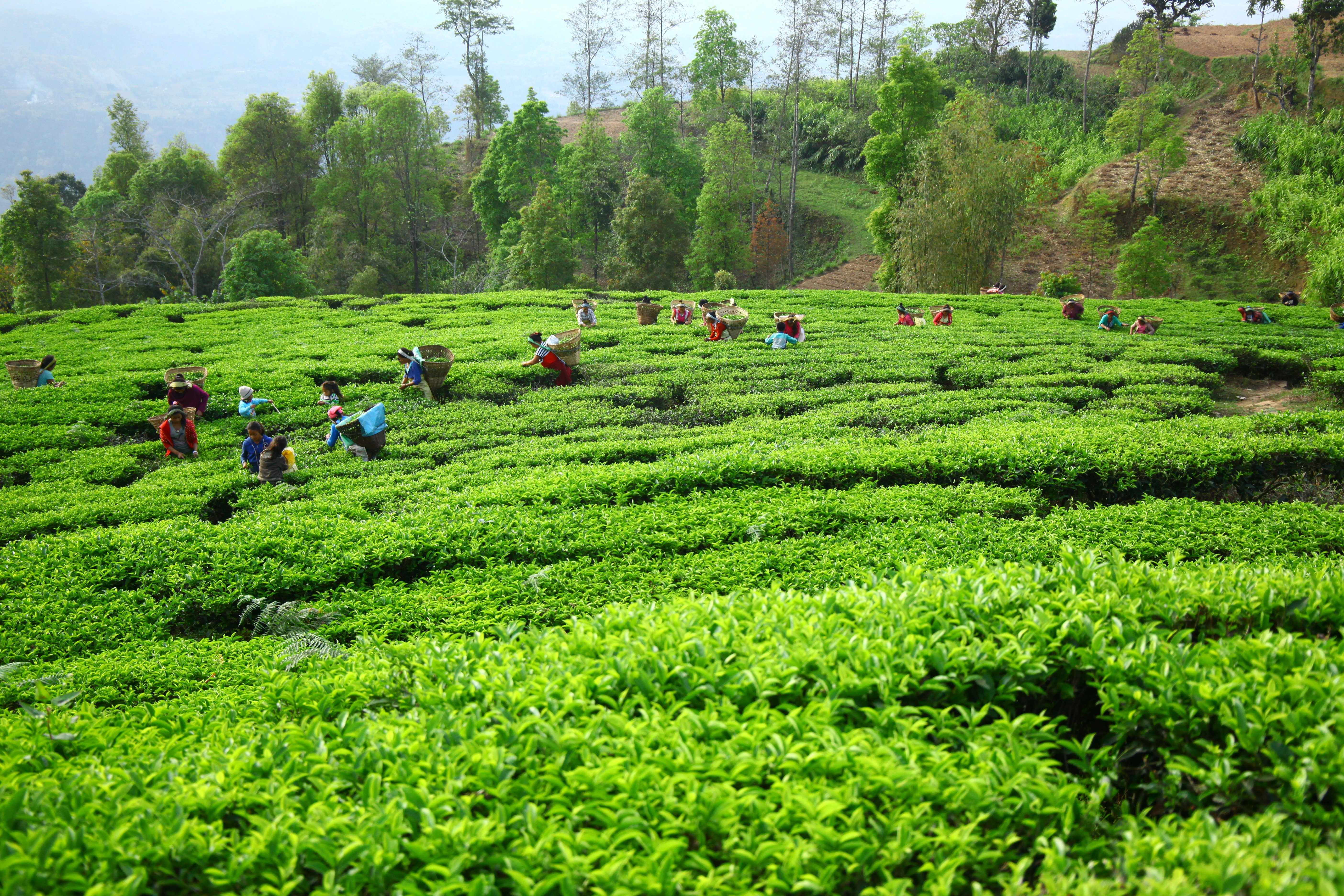 Tea harvest at Bardu Valley tea garden