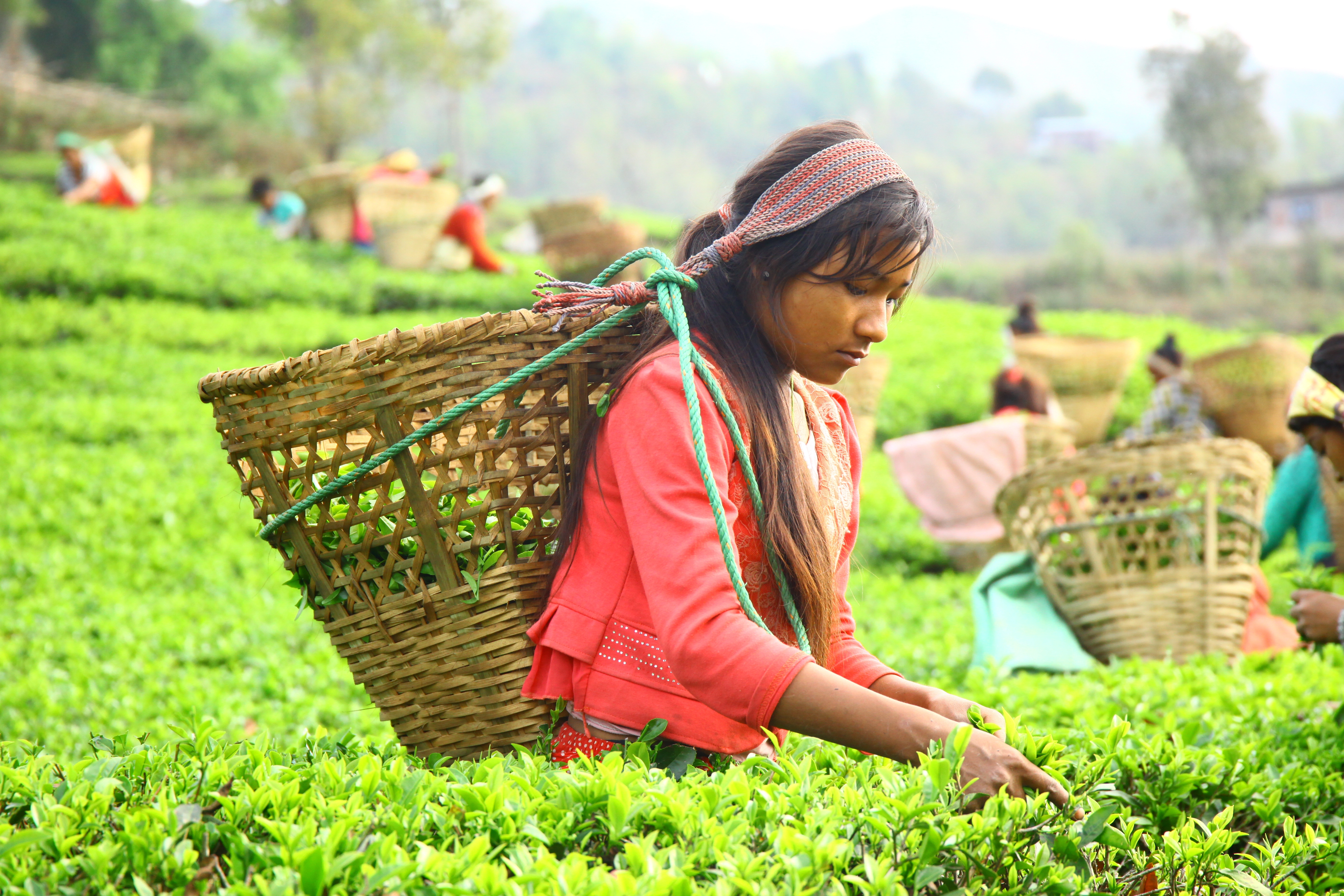 Himalayan mountain tea gardens at high altitude