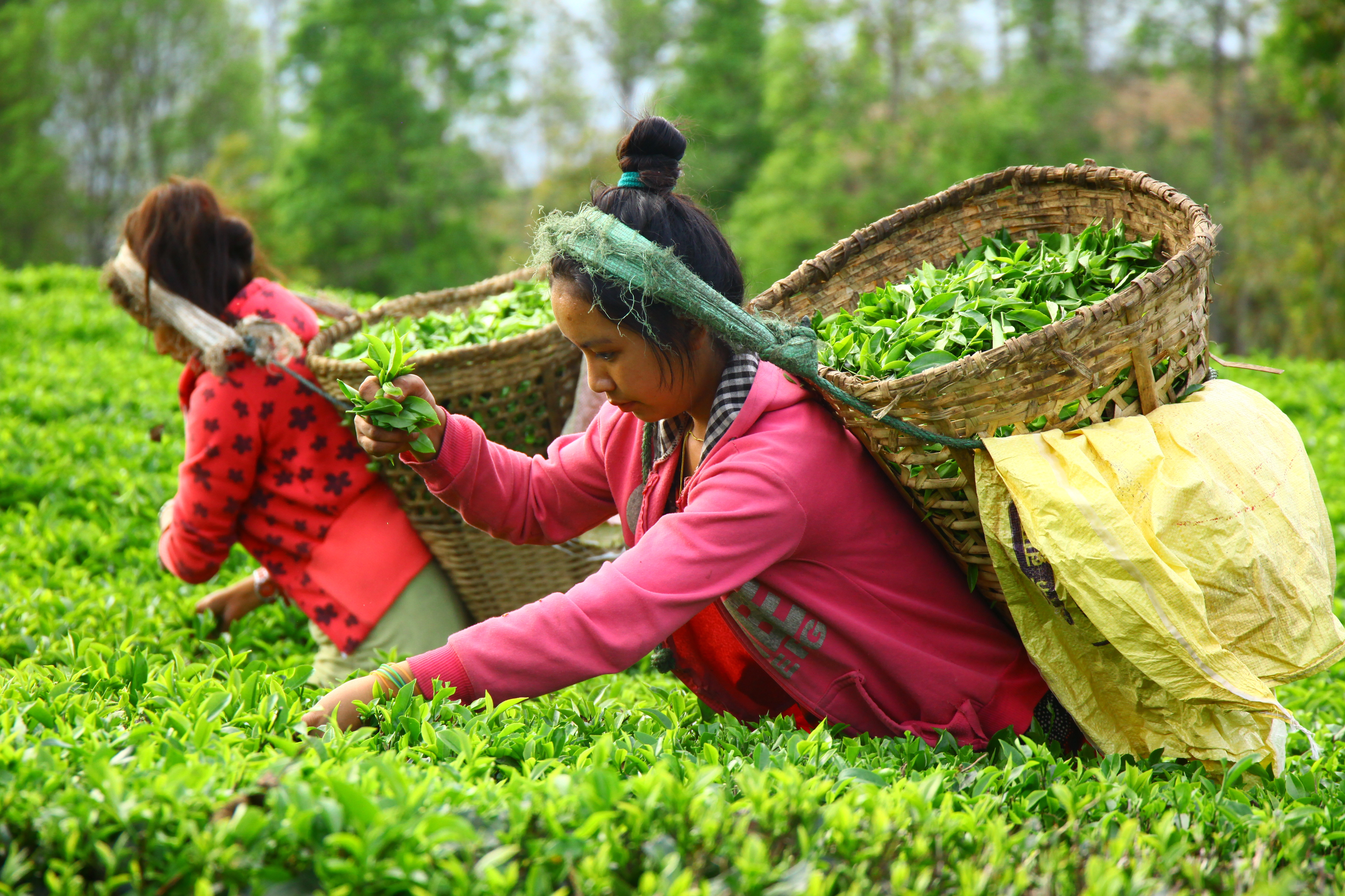 Tea pickers handpicking leaves in Ilam, Nepal