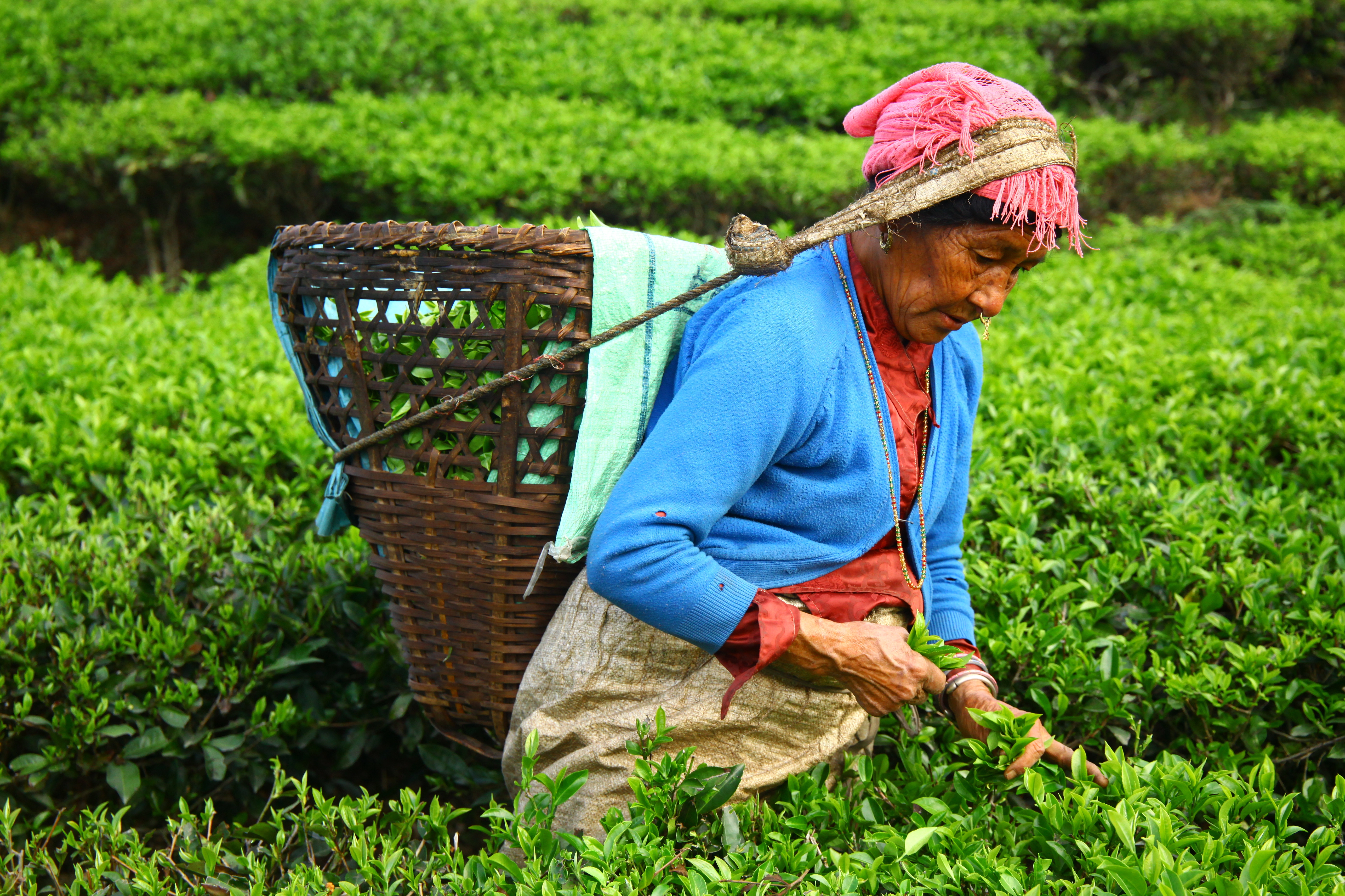 Close-up of tea picker harvesting leaves by hand